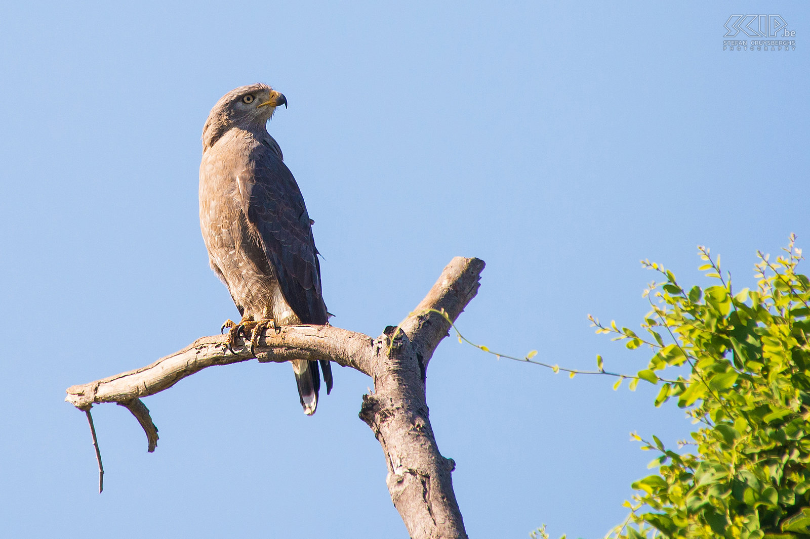 Lower Zambezi - Southern banded snake eagle (Circaetus fasciolatus) Stefan Cruysberghs